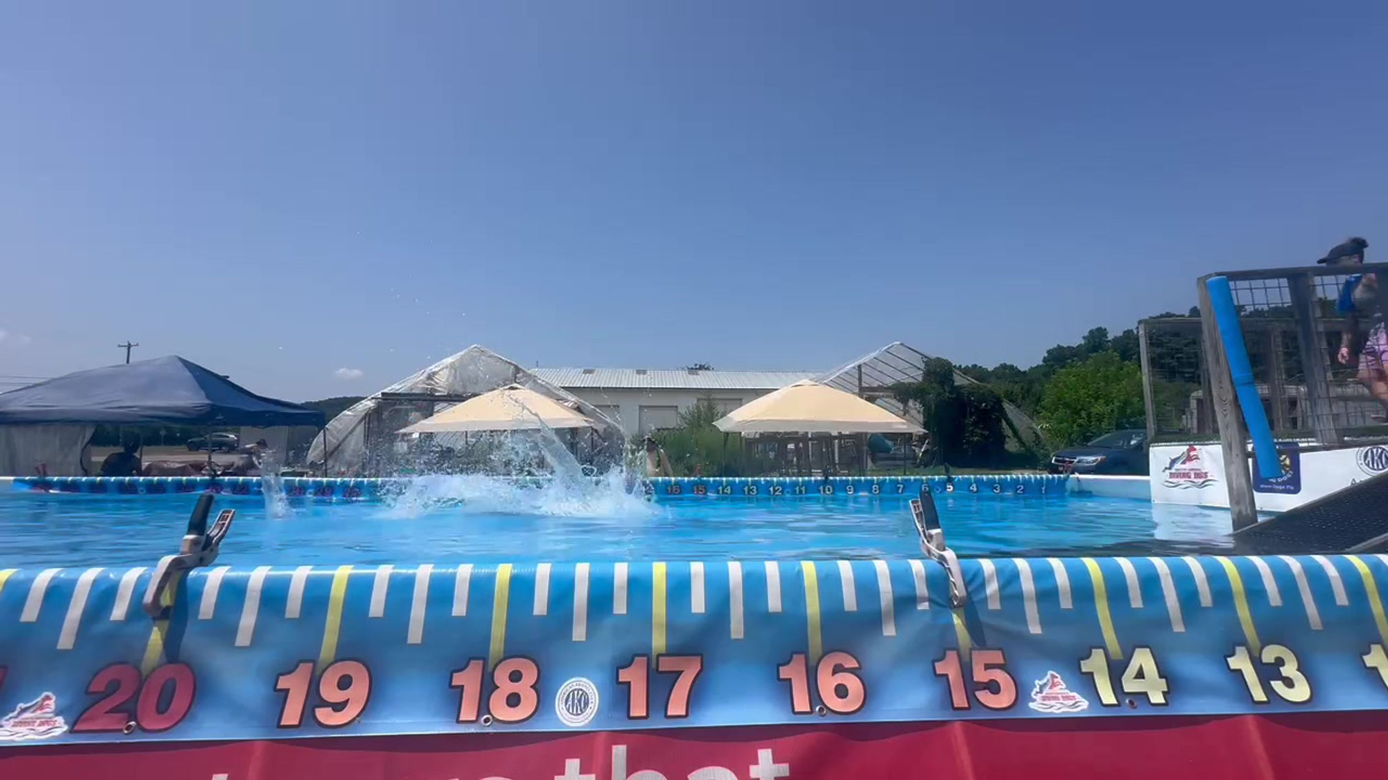 Mavis Dock Diving
